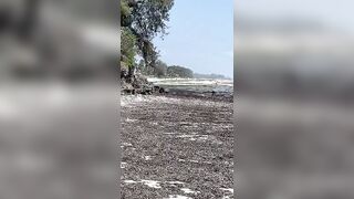 Kiwengwa, Zanzibar - отлив и водоросли: морская рыбалка на кромке рифа возможна ли сейчас?