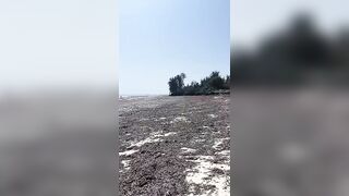 Kiwengwa, Zanzibar - отлив и водоросли: морская рыбалка на кромке рифа возможна ли сейчас?