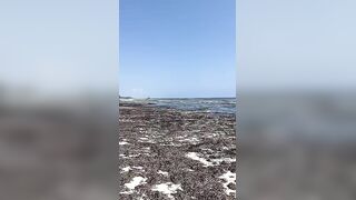 Kiwengwa, Zanzibar - отлив и водоросли: морская рыбалка на кромке рифа возможна ли сейчас?