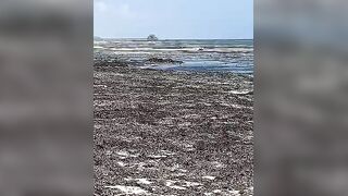 Kiwengwa, Zanzibar - отлив и водоросли: морская рыбалка на кромке рифа возможна ли сейчас?