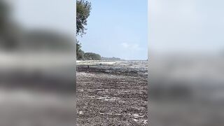 Kiwengwa, Zanzibar - отлив и водоросли: морская рыбалка на кромке рифа возможна ли сейчас?