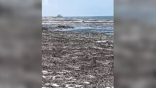 Kiwengwa, Zanzibar - отлив и водоросли: морская рыбалка на кромке рифа возможна ли сейчас?