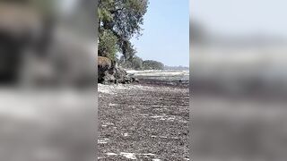 Kiwengwa, Zanzibar - отлив и водоросли: морская рыбалка на кромке рифа возможна ли сейчас?