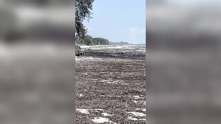 Kiwengwa, Zanzibar - отлив и водоросли: морская рыбалка на кромке рифа возможна ли сейчас?