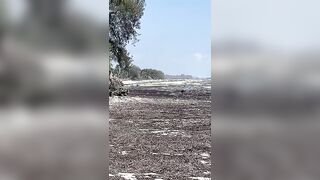 Kiwengwa, Zanzibar - отлив и водоросли: морская рыбалка на кромке рифа возможна ли сейчас?