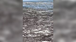 Kiwengwa, Zanzibar - отлив и водоросли: морская рыбалка на кромке рифа возможна ли сейчас?