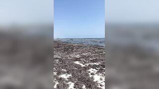 Kiwengwa, Zanzibar - отлив и водоросли: морская рыбалка на кромке рифа возможна ли сейчас?
