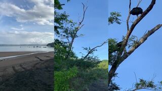 Папагайо, Коста-Рика: грифы над водой и рыбалка у стенки берега