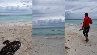 Варадеро, Куба: барракуда на струе и чистая проводка