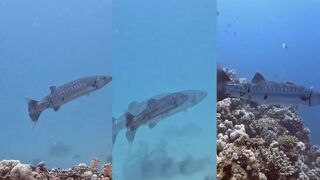 Марса Шуна, Марса Алам: барракуда 6 футов – проводка на ускорении