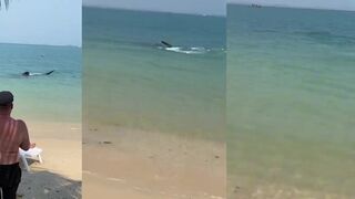 Ко Самет: видели акулу – правила безопасности и когда не ловить