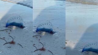 Варадеро, Куба — медуза Physalia: морская рыбалка безопасна при таком течении?