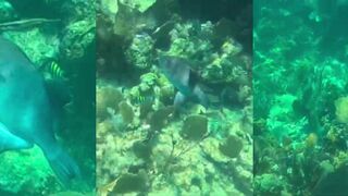 Puerto Morelos, MX - триггерфиш у «стены»: морская рыбалка на отвес, где искать свалы?