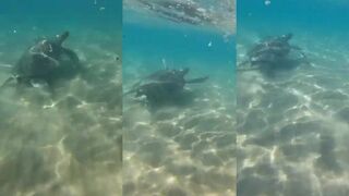 Черепахи, пляж Алагади: ограничения и когда рыбалка допустима