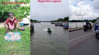 Негомбо, рыболовная гавань: рынок, лагуна и катера на якоре