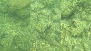 Ко Самет, Ao Wai: подводный мир и морская рыбалка у кромки рифа безопасна ли для новичков?