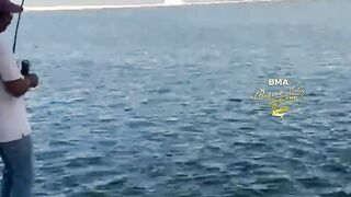 Бахрейн: кингфиш 9 кг на охоте – снасти, проводка, безопасность