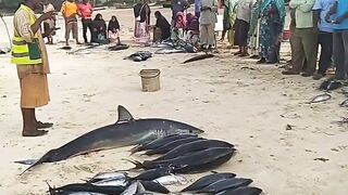 Кизимкази, Занзибар — рыбацкая деревня юга: лодки, прилив и уловы