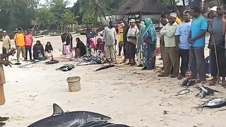 Кизимкази, Занзибар — рыбацкая деревня юга: лодки, прилив и уловы