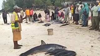 Кизимкази, Занзибар — рыбацкая деревня юга: лодки, прилив и уловы