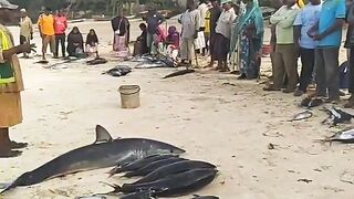 Кизимкази, Занзибар — рыбацкая деревня юга: лодки, прилив и уловы