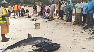 Кизимкази, Занзибар — рыбацкая деревня юга: лодки, прилив и уловы