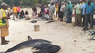 Кизимкази, Занзибар — рыбацкая деревня юга: лодки, прилив и уловы