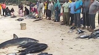 Кизимкази, Занзибар — рыбацкая деревня юга: лодки, прилив и уловы