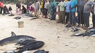 Кизимкази, Занзибар — рыбацкая деревня юга: лодки, прилив и уловы