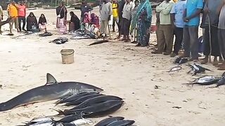 Кизимкази, Занзибар — рыбацкая деревня юга: лодки, прилив и уловы