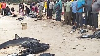 Кизимкази, Занзибар — рыбацкая деревня юга: лодки, прилив и уловы