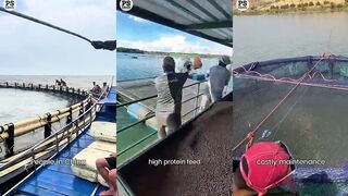 China Sea Cage: аквакультура против дикой ловли — что вкуснее?