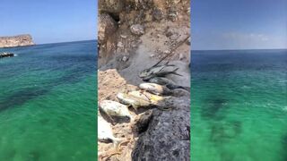 Салала, Рисут: береговая рыбалка Омана и что берет на живца