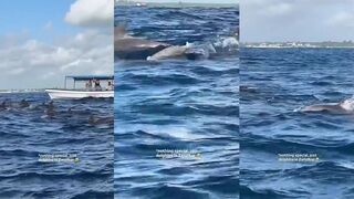 Занзибар, Мнемба - дельфины рядом, а морская рыбалка в Mnemba допустима ли у рифа?