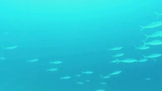 Пемба, 2014 — экстремальная подводная охота в синей воде: трофеи GT