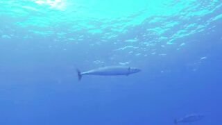 Пемба, 2014 — экстремальная подводная охота в синей воде: трофеи GT