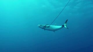 Пемба, 2014 — экстремальная подводная охота в синей воде: трофеи GT