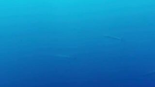 Пемба, 2014 — экстремальная подводная охота в синей воде: трофеи GT