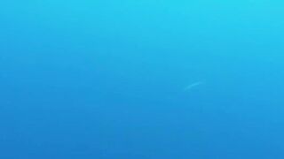 Пемба, 2014 — экстремальная подводная охота в синей воде: трофеи GT