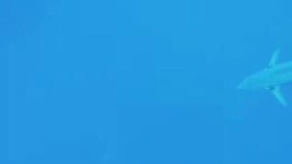 Пемба, 2014 — экстремальная подводная охота в синей воде: трофеи GT