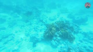 Атолл Мнемба — как не лохануться с экскурсией и увидеть стайную рыбу