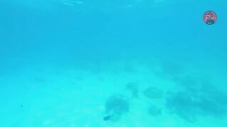 Атолл Мнемба — как не лохануться с экскурсией и увидеть стайную рыбу