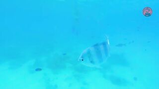 Атолл Мнемба — как не лохануться с экскурсией и увидеть стайную рыбу
