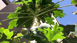 Бахрейн, Мухаррак — «Арабская нефть: начало» и пирсы местных рыбаков