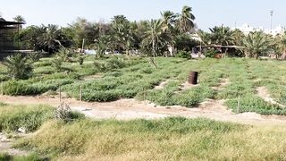 Бахрейн, Мухаррак — «Арабская нефть: начало» и пирсы местных рыбаков