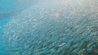 Пхукет, Корал Айленд: косяки рыб в январе и легкий спиннинг