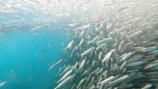 Пхукет, Корал Айленд: косяки рыб в январе и легкий спиннинг