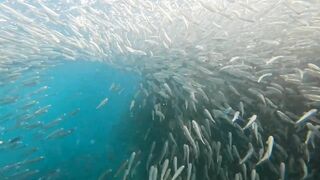 Пхукет, Корал Айленд: косяки рыб в январе и легкий спиннинг