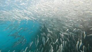 Пхукет, Корал Айленд: косяки рыб в январе и легкий спиннинг