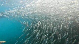 Пхукет, Корал Айленд: косяки рыб в январе и легкий спиннинг